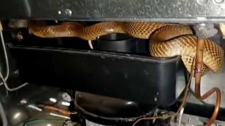 Huge Cobra Inside Refrigerator! WATCH Viral Video of Reptile Coiled Up Around The Fridge's Compressor in Karnataka’s Tumakuru District