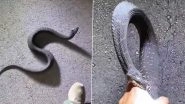 Black Water Snake Bites Man Twice as He Keeps Picking Up the Angry Serpent; Viral Video Will Leave You Terrified