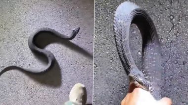 Black Water Snake Bites Man Twice as He Keeps Picking Up the Angry Serpent; Viral Video Will Leave You Terrified