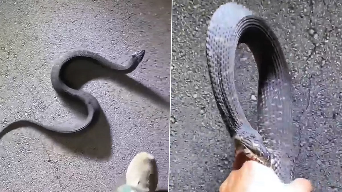 Puppy Swells Up After Being Attacked by Snake in Viral Video