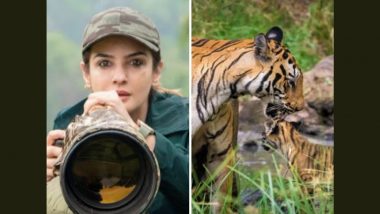 Raveena Tandon Invites Trouble After Tiger Heard Growling in Her Safari Video, Probe Launched - Here's Why!