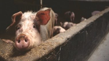 African Swine Fever Cases Detected in Madhya Pradesh's Kanti, Five Pigs Test Positive