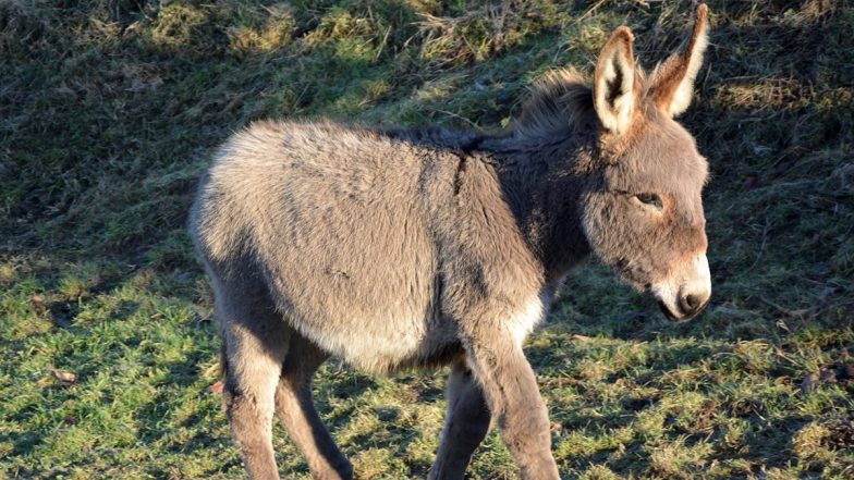 Andhra Pradesh: Prakasam District Police Rescue 36 Donkeys From Slaughter, Over 500 kg Donkey Meat Seized