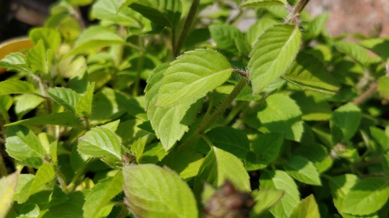 Tulsi Vivah 2022: Why Is Tulsi Considered Sacred in Hinduism? Know Its Significance and Reasons Behind Worshipping the Holy Basil Plant | ???????? LatestLY