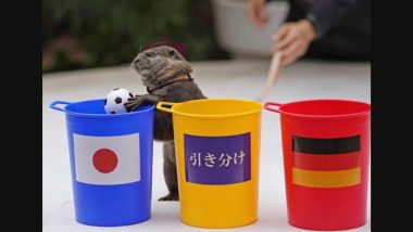 Mind-Blowing! Otter ‘Taiyo’ Had Accurately Predicted Japan’s Stunning Win Over Germany at FIFA World Cup 2022