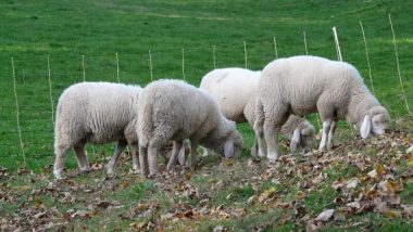 Weird! A Flock of Sheep Moves in Circle Continuously for 12 Straight Days in Northern China; Video Capturing The Mysterious Phenomenon Goes Viral