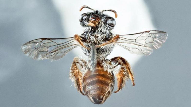 Bizarre Native Bee Species With Dog-Like 'Snout' Discovered in Western Australia; Pic of The Strange Pollinator May Freak You Out!