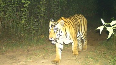 Chhattisgarh: New Tiger Gets Captured in Trap Cameras Set Up in Gariaband's Udanti Sitanadi Tiger Reserve (See Pics)