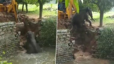 Elephant Falls Into a Well in Andhra Pradesh’s Chittoor, Rescued (Watch Video)