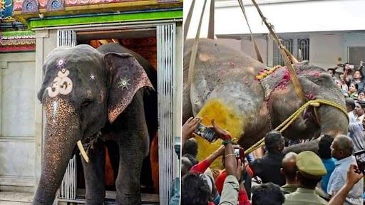 Puducherry: Female Elephant ‘Lakshmi’ Of Sri Manakula Vinagayar Temple ...