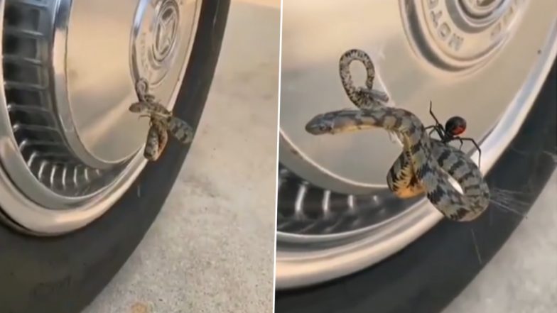 Water Snake Caught in Spider’s Web! Viral Video Shows the Reptile Struggling While the Black Widow Spider Starts a Fight