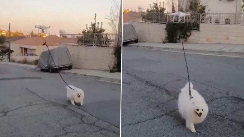 Drone Takes Dog For a Walk; Old Video of the Furball on a Deserted Street Goes Viral Again