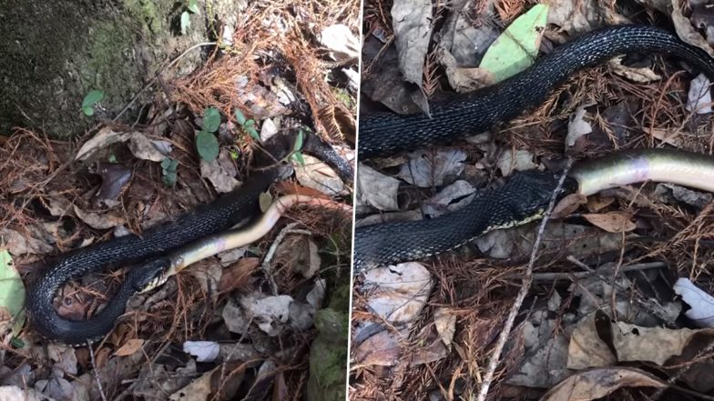 Southern Banded Water Snake Wrestles American Eel; Video of the Snake Trying To Swallow the Slimy Eel Goes Viral