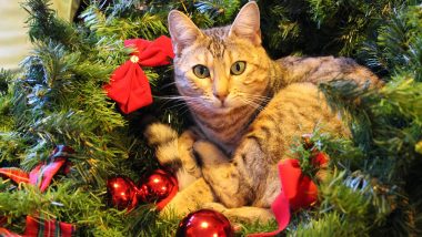 Cat vs Christmas Trees! Watch How Cute Kitties Enjoy Playing With Xmas Trees in These Viral Videos That Will Make You Go Aww