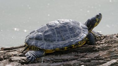 Uttar Pradesh: Smugglers Held With 44 Rare Turtles in Sambhal; Probe Underway