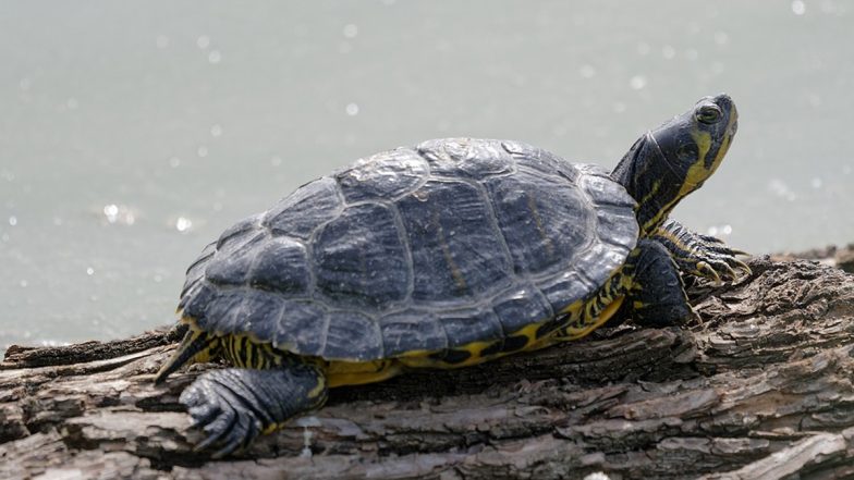 Uttar Pradesh: 34 Fresh Water Turtles Rescued in Gorakhpur; Four Held