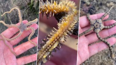 Weirdest Deep-Sea Creatures! From Green Brittle Star to Cowrie Snail, Man Shows The Bizarre Sea Animals Living Under Bali Sea That Inhabit The Same Planet As Us (Watch Videos)