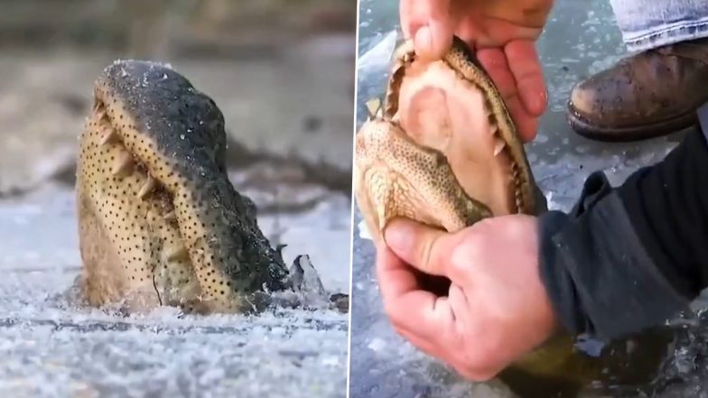 Alligator Locked in Frozen Swamp Gets Dug Out by Man in Viral Video; Netizens Shocked That the Gator Survived Chilling Temperatures