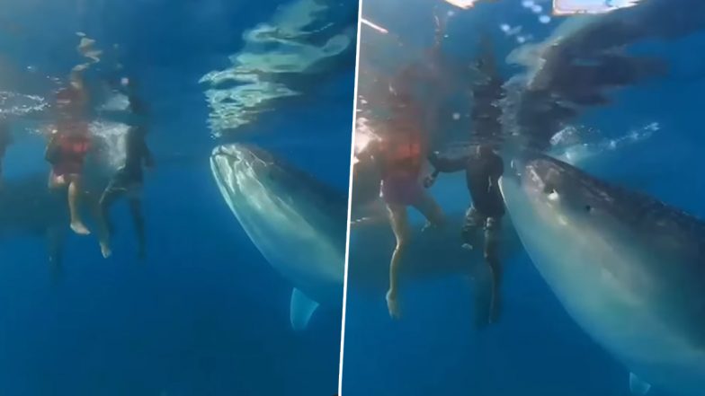 Whale Shark Nibbles Snorkelers in Philippines; Guide Steps In To Distract the Cartilaginous Fish in Viral Video