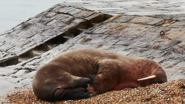 Large Walrus Spotted Resting on Hampshire Beach! Visitors Warned To Stay Away From Thor the Walrus To Help It Regain Energy (View Pic)