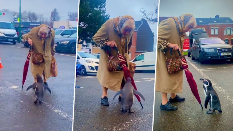 Penguin Approaches Old Woman in Viral Video; Wholesome Interaction Between The Two Will Make Your Day!