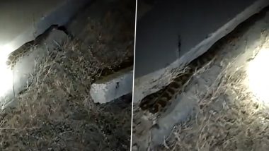 Giant Python Found on Mumbai-Nagpur Samruddhi Expressway Ahead of Its Inauguration (Watch Video)