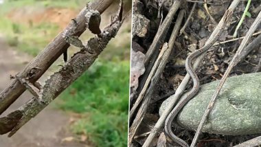 Unbelievable Defence Mechanism! From Snake to Insects, Forest Officer's Viral Twitter Thread Shows Creatures' Incredible Camouflage (See Pics & Video)