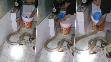 WATCH: Man Fearlessly Gives a Bath to Giant King Cobra in Viral Video That Has Left Netizens Wide-Eyed