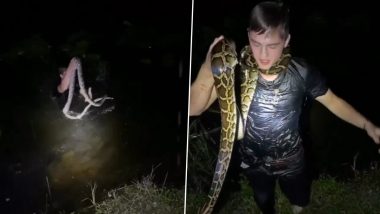Man Jumps Into a River To Rescue Huge Python; Internet Is Shocked by This Interaction With the Dangerous Snake