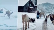 Camel Who Saw Snow for the First Time Brings His Goat Friends To Join Him; Netizens Find This Video &lsquo;Absolutely Precious!&rsquo;