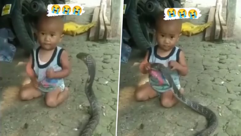 Video of girl fearlessly playing with giant snake shocks netizens