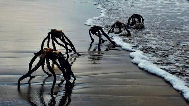 Creepy Aliens Emerging From Sea? South African Man Shares Viral Pic of Haunting Dead Aloe Vera Plants, Leaves Beachgoers Panicked