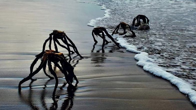 Creepy Aliens Emerging From Sea? South African Man Shares Viral Pic of Haunting Dead Aloe Vera Plants, Leaves Beachgoers Panicked