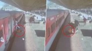 Viral Video: Alert RPF Jawan Saves Passenger&rsquo;s Life After He Falls off Moving Train at Maihar Railway Station in Madhya Pradesh