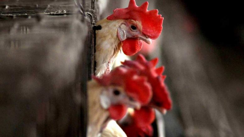 Bird Flu in Kerala: H5N1 Avian Flu Outbreak at Two Places in Kottayam