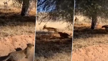 Viral Video: Stealthy Leopard Smartly Sneaks Up on Deer in Broad Daylight