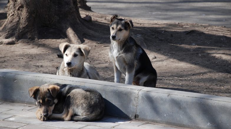 Dog Attack in Andhra Pradesh: 18-Month-Old Playing Outside Her Home Mauled to Death by Stray Dogs in Srikakulam (Watch Video)