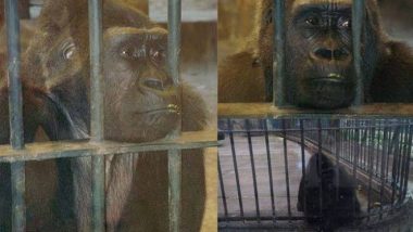 Bua Noi, ‘World’s Loneliest Gorilla’ Set to Spend Another Christmas Alone in Supermarket Cage in Thailand