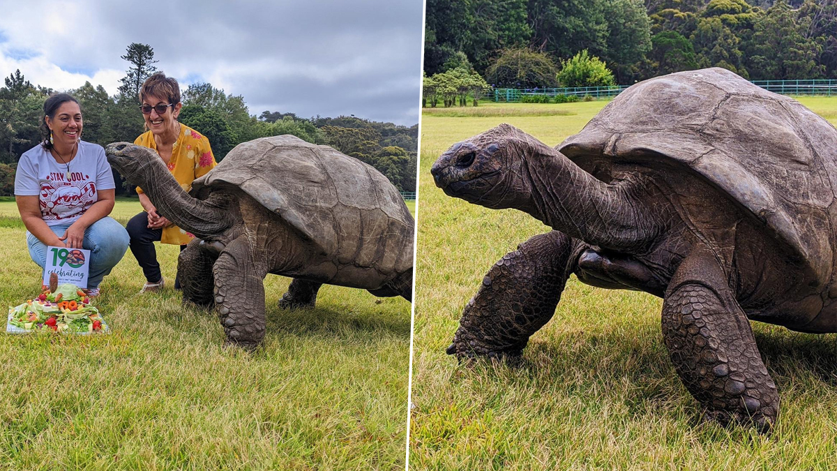 World's Oldest Living Land Animal Jonathan, The Tortoise, Celebrates His  190th Birthday With Salad Cake! See Pics | 👍 LatestLY