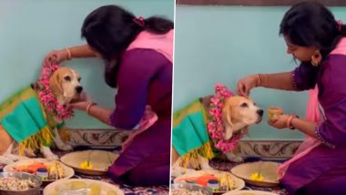 Baby Shower For Pet Dog! Woman Hosts a Feast for Other Doggos in Viral Video; Internet Loves It