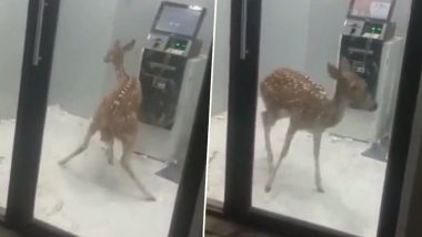 Viral Video: Deer Gets Stuck in ATM After Being Chased by Dog, Rescued by Forest Officials in Gujarat’s Amreli