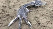 &lsquo;Baby Loch Ness Monster&rsquo; on UK Beach! Mysterious Creature That Washed Up Dead on Beach Irks Netizens Due to Its Bizarre Looks (View Pics)