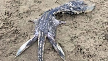 ‘Baby Loch Ness Monster’ on UK Beach! Mysterious Creature That Washed Up Dead on Beach Irks Netizens Due to Its Bizarre Looks (View Pics)