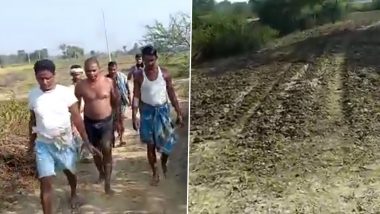 Bihar at It Again! Two Km Road Stolen in Banka, Miscreants Sow Wheat Crops Over To Hide Theft