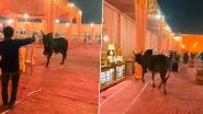 Furious Bull Gatecrashes Wedding Reception, Chases a Guest! Video of The Unusual Incident Goes Viral&nbsp;
