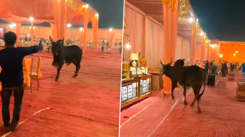 Furious Bull Gatecrashes Wedding Reception, Chases a Guest! Video of The Unusual Incident Goes Viral 