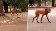 Maned Wolf Spotted Crossing a Street; Viral Video of The Endangered Animal Leaves Internet Dazed&nbsp;