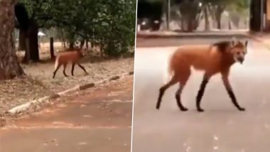 Maned Wolf Spotted Crossing a Street; Viral Video of The Endangered Animal Leaves Internet Dazed 