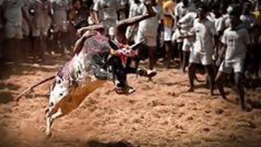 Tamil Nadu: ‘Jallikattu’ Preparations Begin in Hinterland As Bulls Get ‘Toned Up’; Here’s All About the Traditional Sport