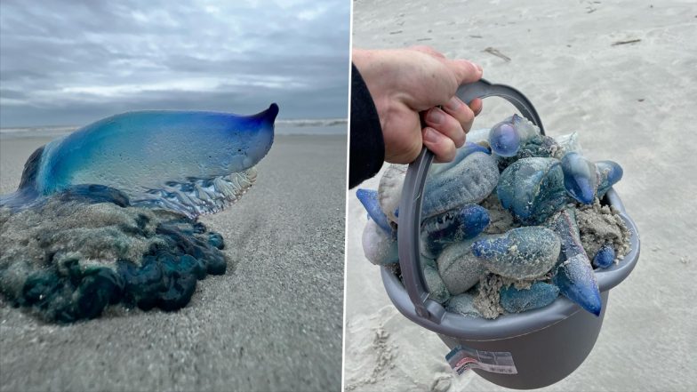 Deadly Blue Creatures Wash Up on South Carolina Beach! Pics of the Jellyfish-Like Marine Animals With Painful Stings Go Viral